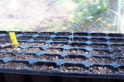 semillero tomate