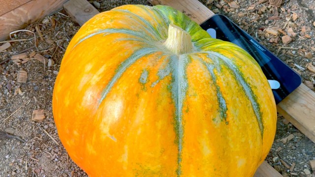 5 consejos para cultivar calabazas grandes cultivar calabazas grandes