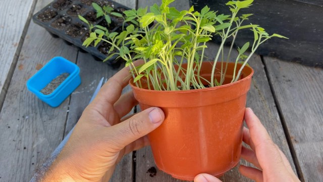 Por qué se ahílan las plantas