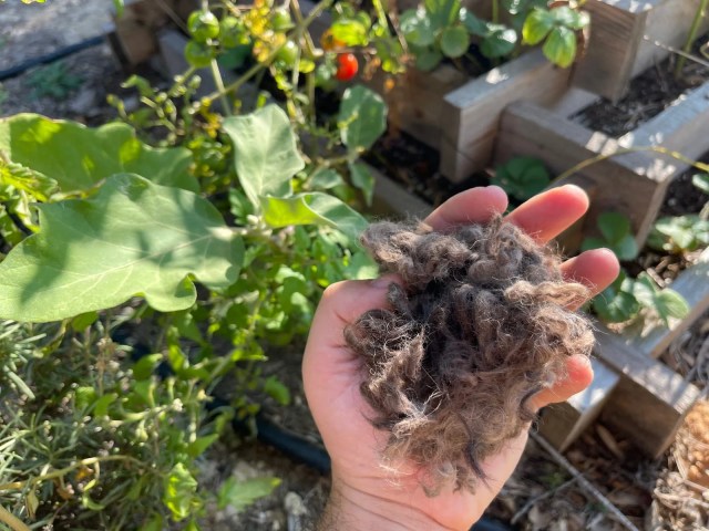 3 usos del pelo de mascotas en tus plantas