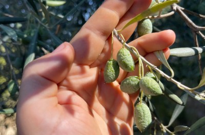 3 soluciones para evitar la caída de flores
