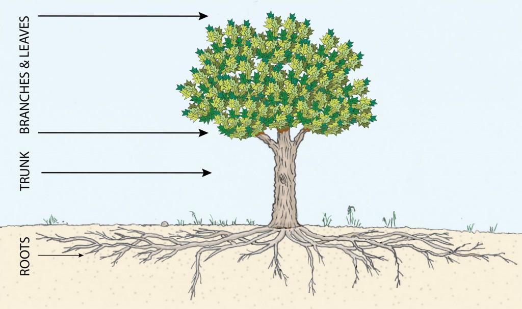 How Long Do Tree Roots Grow? Laidback Gardener