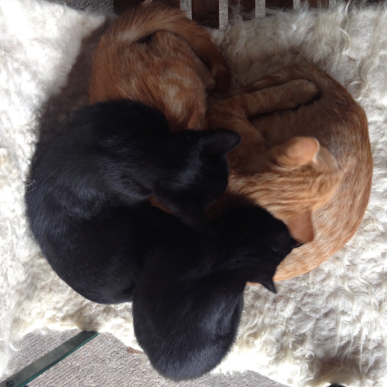 zu viert auf dem Fell