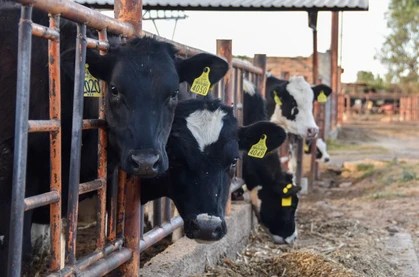 FAMILIAS CONTARÁN CON LECHE FRESCA EN SUS MESAS A TRAVÉS DE LA TARJETA SOLUCIONES
