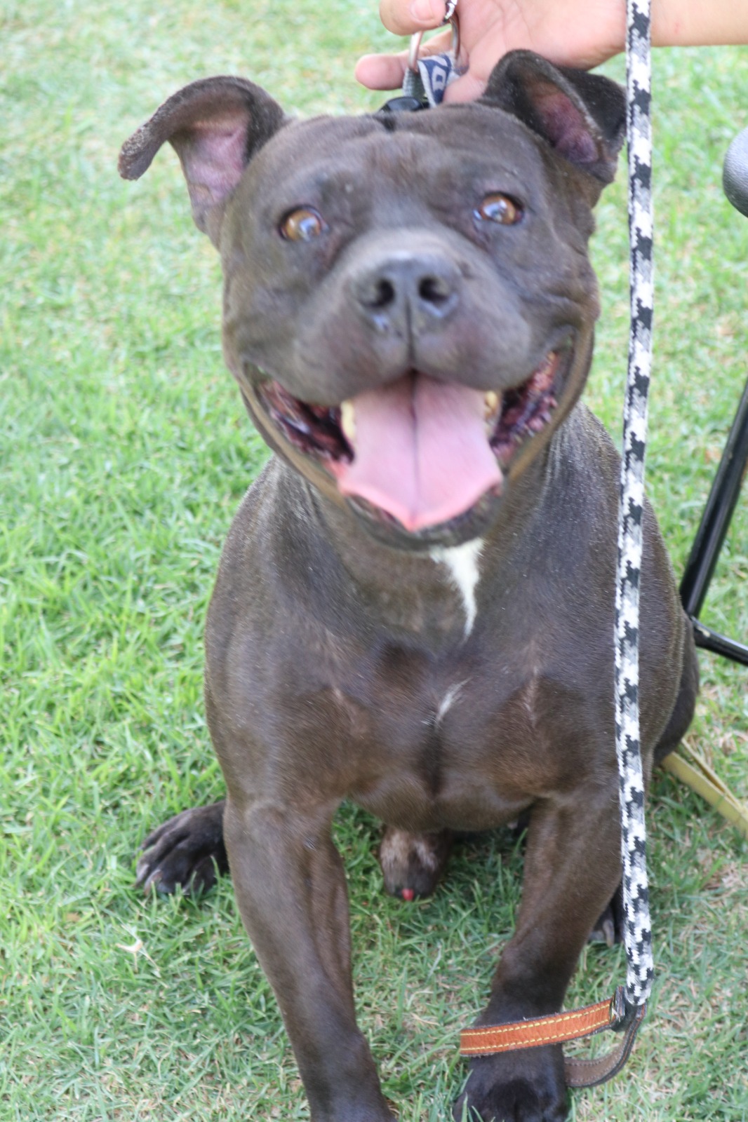 ESTE VIERNES HABRÁ SERVICIOS VETERINARIOS GRATUITOS EN COSÍO