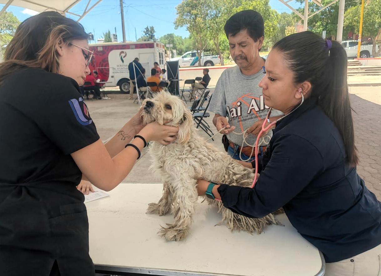 ESTA SEMANA, SERVICIOS VETERINARIOS GRATUITOS EN CIUDAD GÓTICA Y PABELLÓN DE HIDALGO