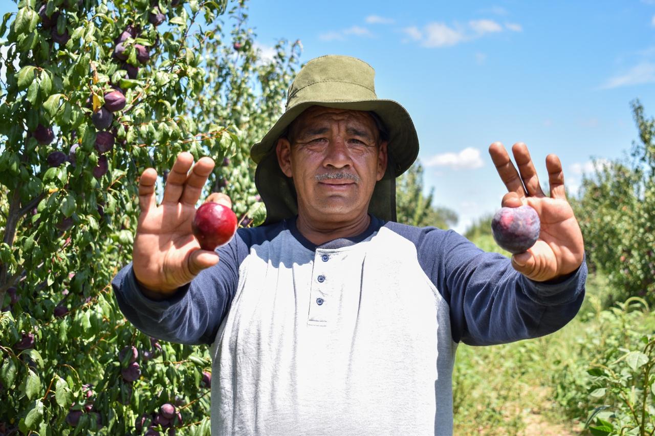 GOBIERNO DEL ESTADO IMPULSA LA COMPETITIVIDAD DEL CAMPO CON EL CULTIVO DE CIRUELA
