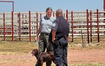 En Agua Prieta, el primer embarque contempla alrededor de 750 cabezas de ganado, animales que ya fueron sometidos a revisiones sanitarias y que cuentan con mecanismos reforzados de identificación y trazabilidad. Foto: Cristina Gómez Lima