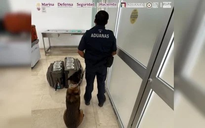 decomiso El decomiso ocurrió cuando un pasajero arribó a territorio nacional y manifestó no tener mercancías que declarar. Durante las labores de inspección y vigilancia, el canino 'Cinta' emitió una alerta sobre el equipaje del viajero. Foto: @GabSeguridadMX