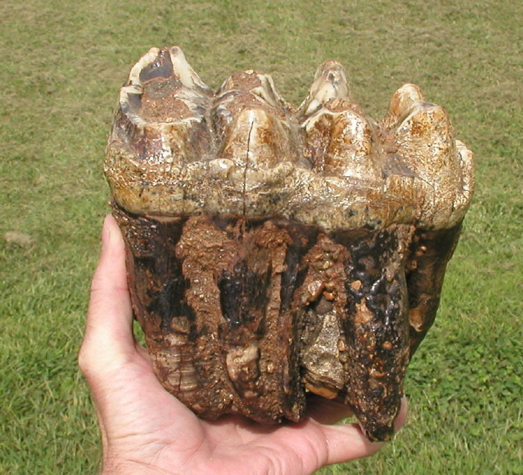 Take it easy resort · 2. Mastodon teeth and Mammoth teeth
