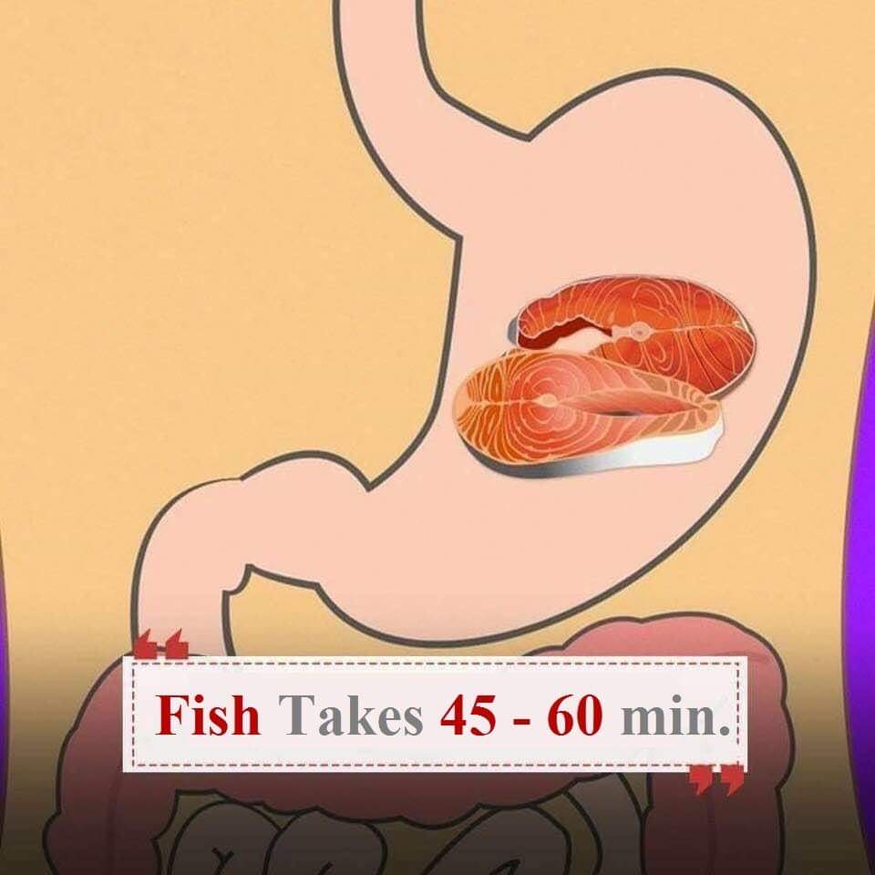 Digestion-Times-Fish
