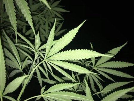 Cannabis para hacer yoga