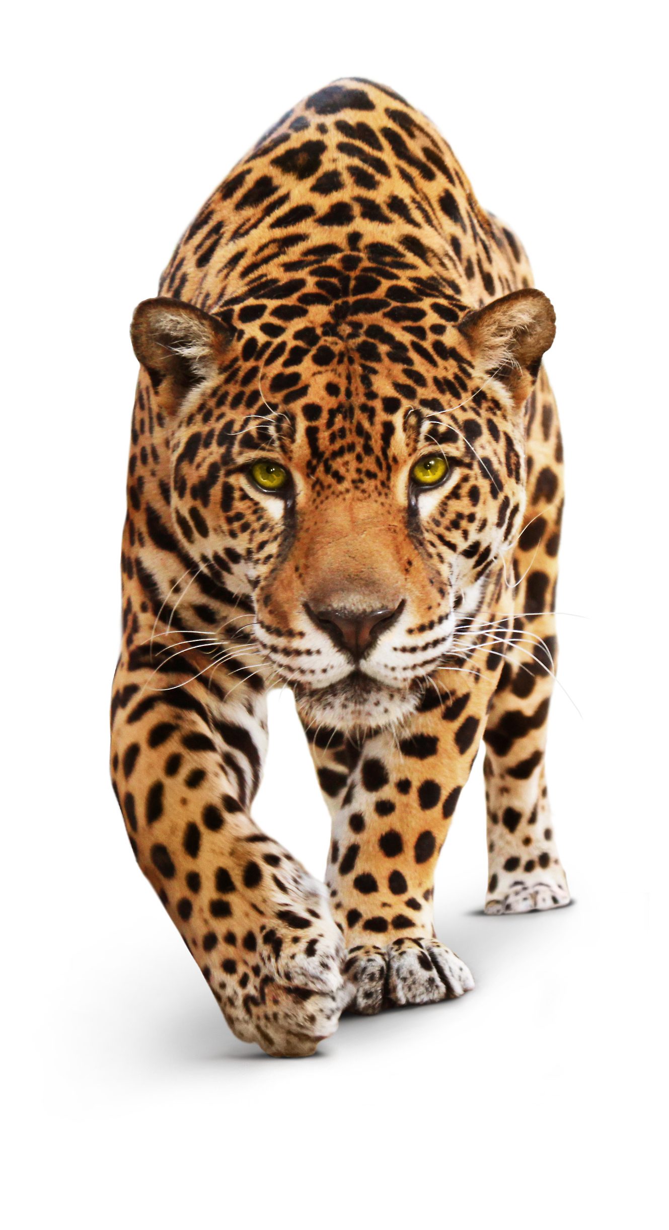 Jaguar - animal front view, isolated on white, shadow