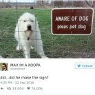 Dog Diaries Part 2