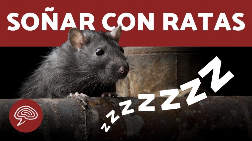 ¿qué significa soñar con ratas? e interpretación