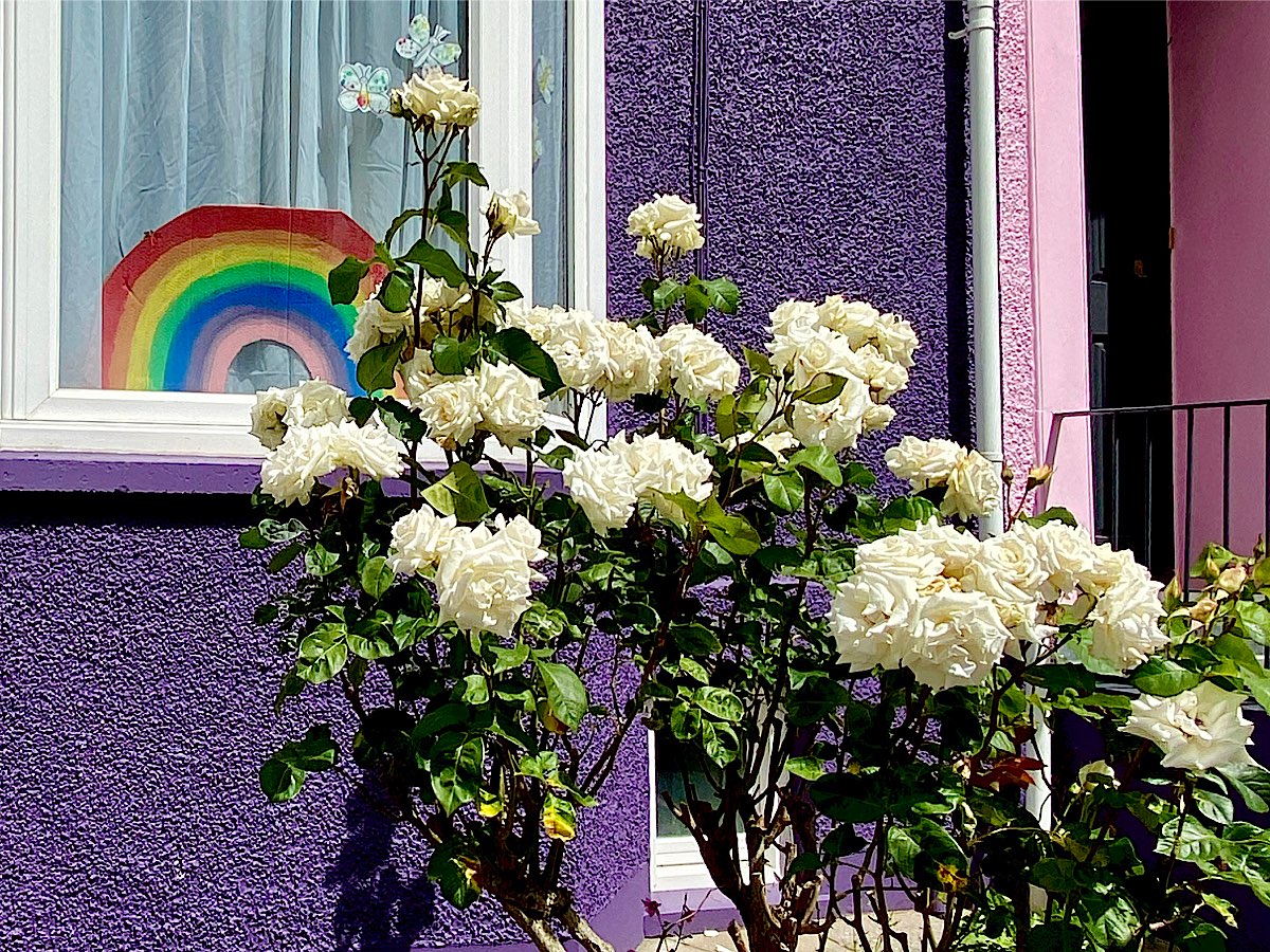 A purple house with some lovely white roses and a cut out rainbow in the window