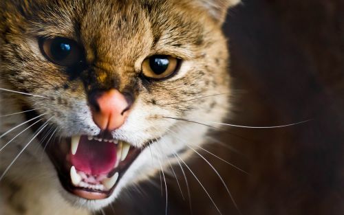 Dapatkan Gambar Video Lebih 200 Ribu Tontonan Terhibur Tengok Kucing Sedih Lepas Terbaru by www.lampunghits.com