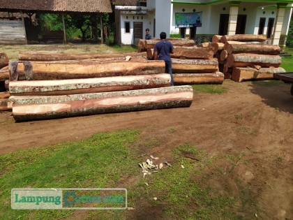 Anggota Polsek Margasekampung Lamtim mengamankan sembilan pembalak hutan Register 38 Gunungbalak. Foto: Istimewa