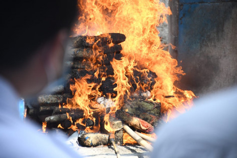 Barang bukti ganja dimusnahkan dengan cara dibakar oleh BNNP Lampung, Kamis (30/9/2021). Foto: Sulaiman