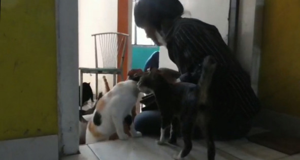 Susan saat memberikan makan kucing peliharaannya di rumah kucing Kemiling. Foto: Sulaiman