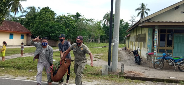 Satuan Polisi Pamong Praja menangkapi hewan ternak. Foto: Riki