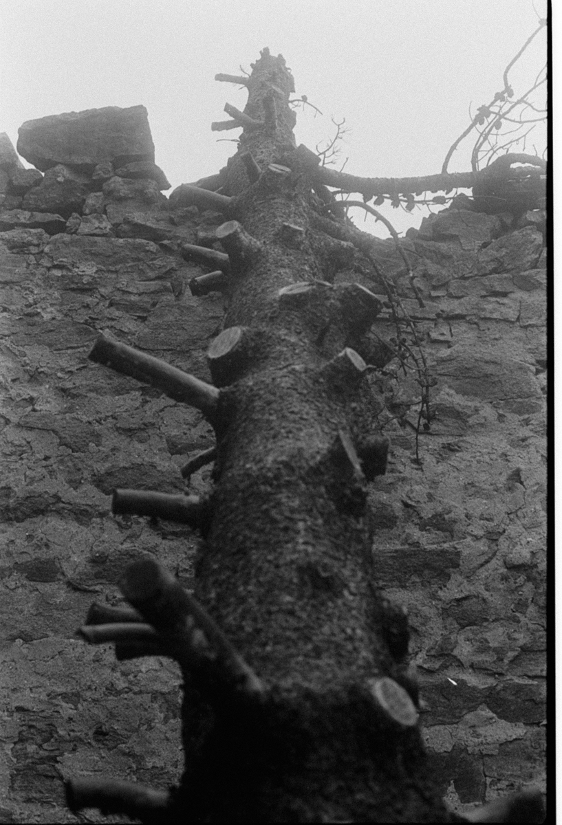 oody ghost town photography tree