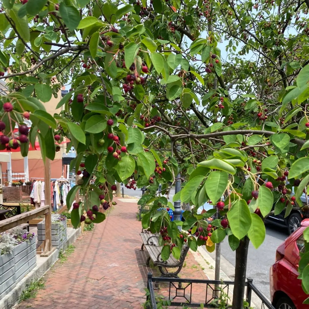 commercial landscape architecture