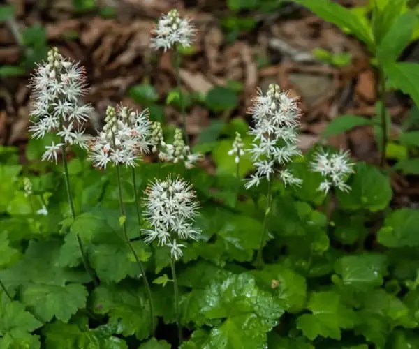Foamflower in shade