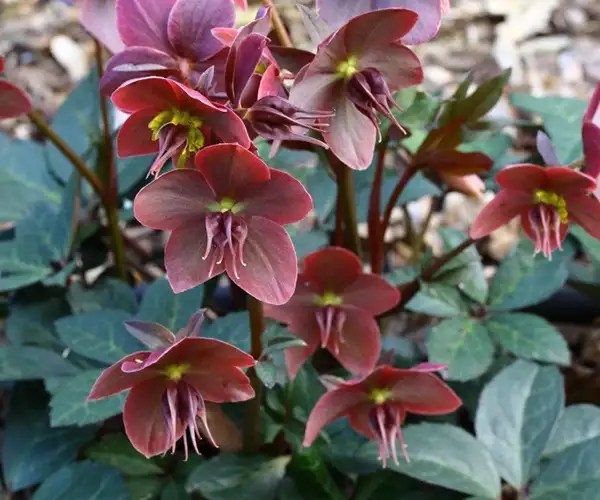 perennial flowers for partial shade
