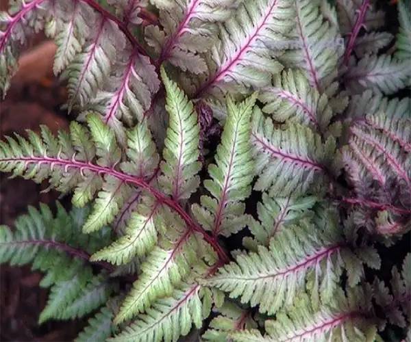 detail of Japanese Painted Fern