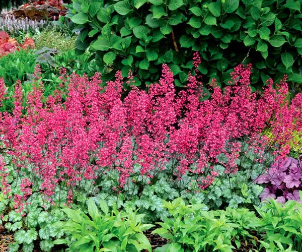 Heuchera ‘Timeless Glow in garden