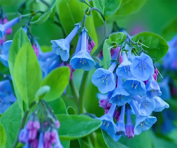 native perennial blue flowers