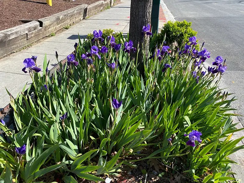 DC Landscape Design