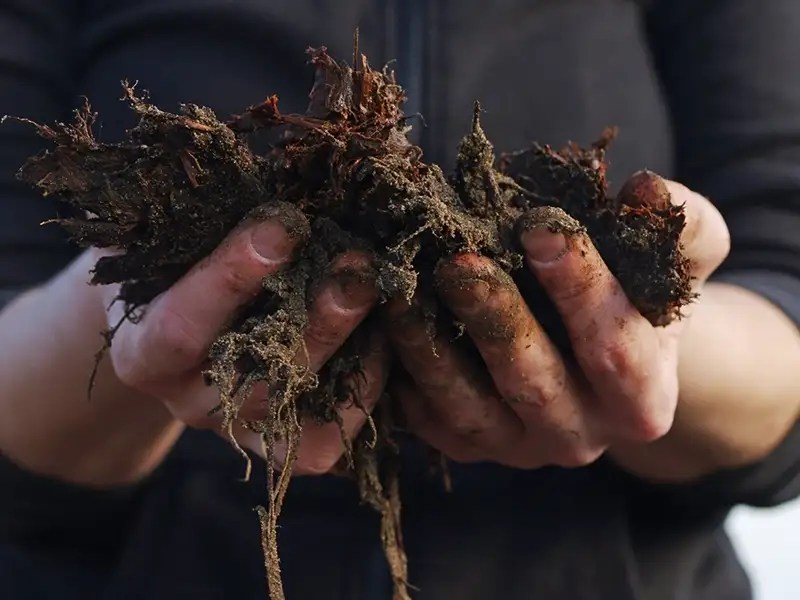 handful of topsoil