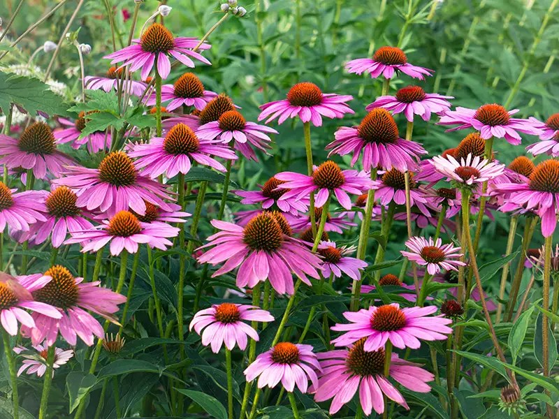 biodiversity enhancement