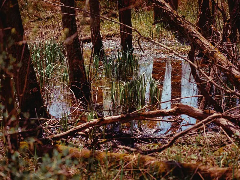 Bog in the woods