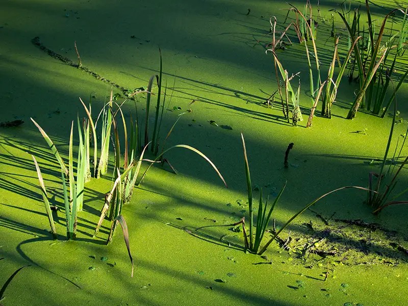 swamp water