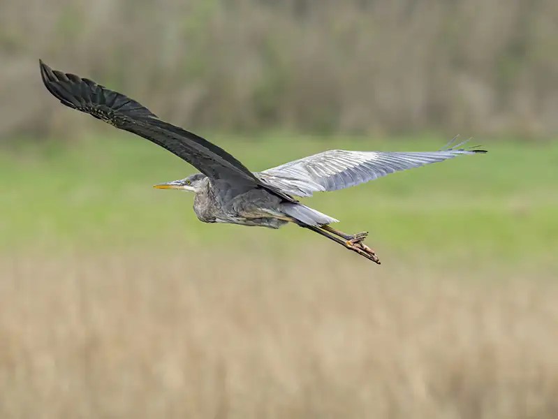 Great Blue Heron