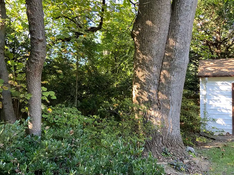 micro forests