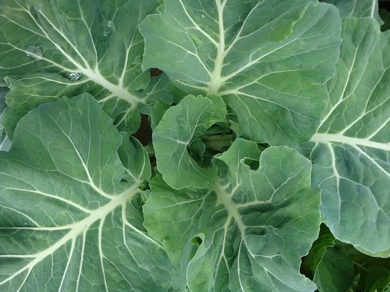 leafy greens