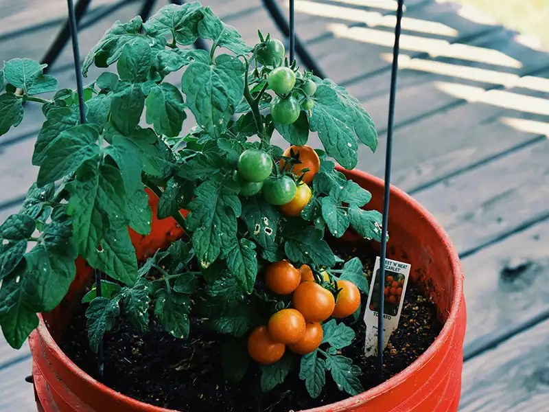 tomatoes plant in pot