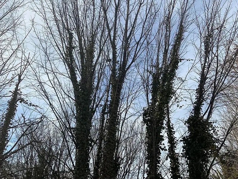 Princess tree