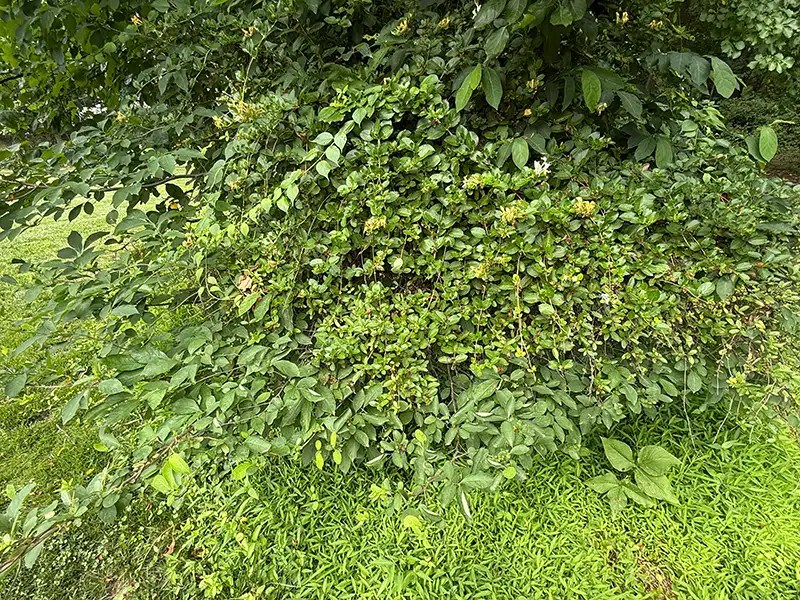 Multiple invasives