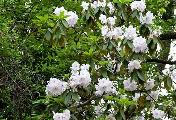 Rosebay Rhododendron
