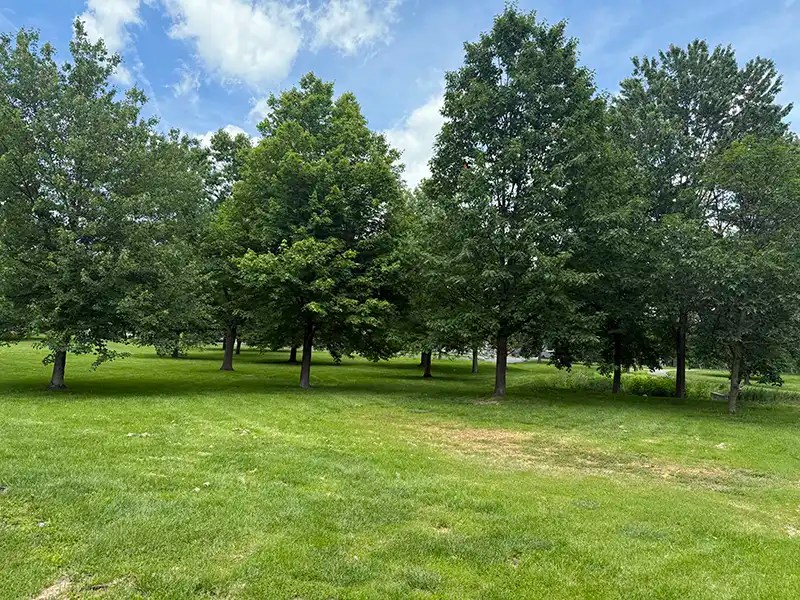 Treeline