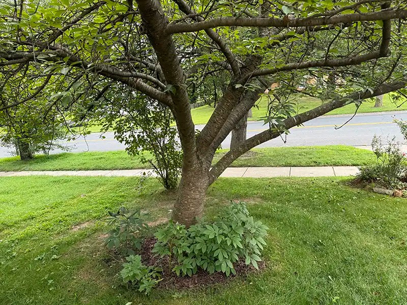 Under a cherry tree