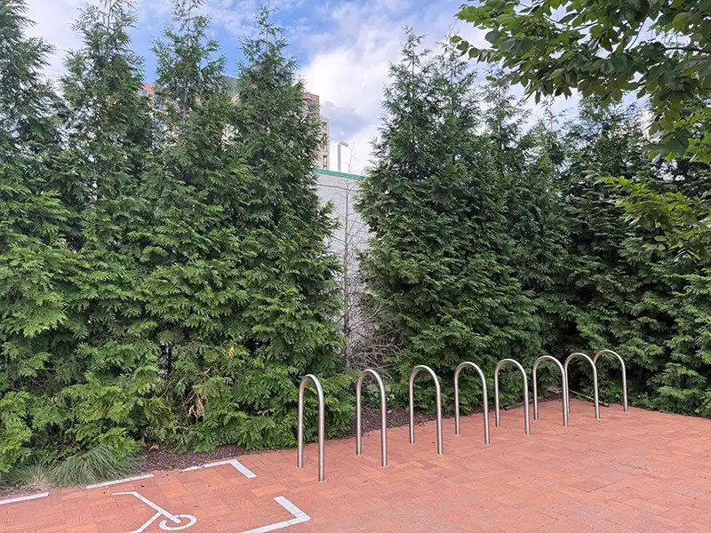 Arborvitae hedge