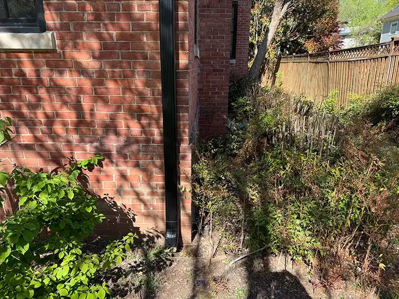 shrubs under windows