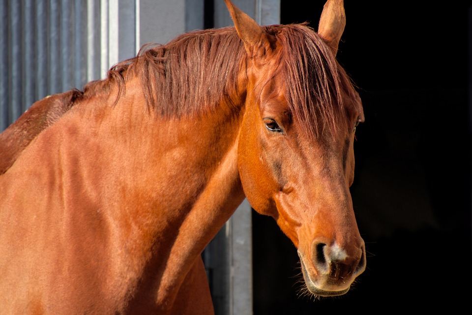 These organs include the hypothalamus, pituitary gland, thyroid gland, parathyroid glands, adrenal glands, pineal body and the reproductive . The Horse Endocrine System
