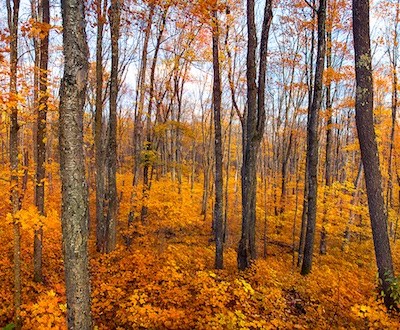 Fall In The Sticks